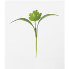 Cilantro Microgreen Herbs