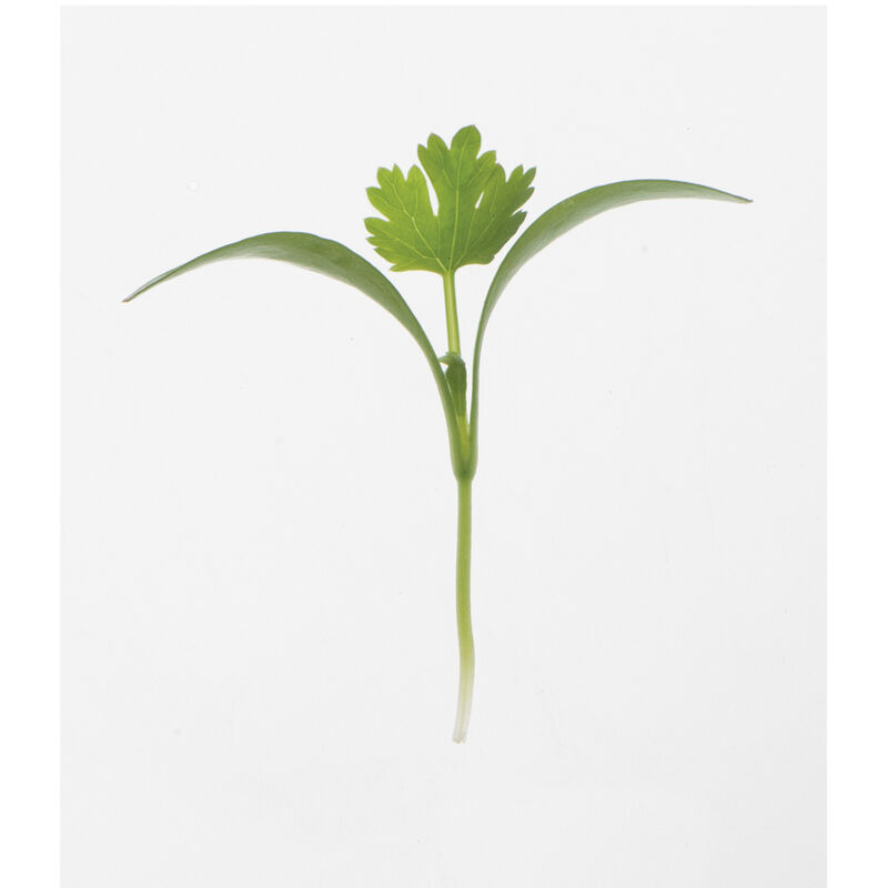 Cilantro Microgreen Herbs