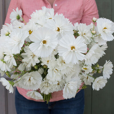 Fizzy White Cosmos