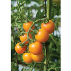 Sunrise Bumble Bee Specialty Tomatoes