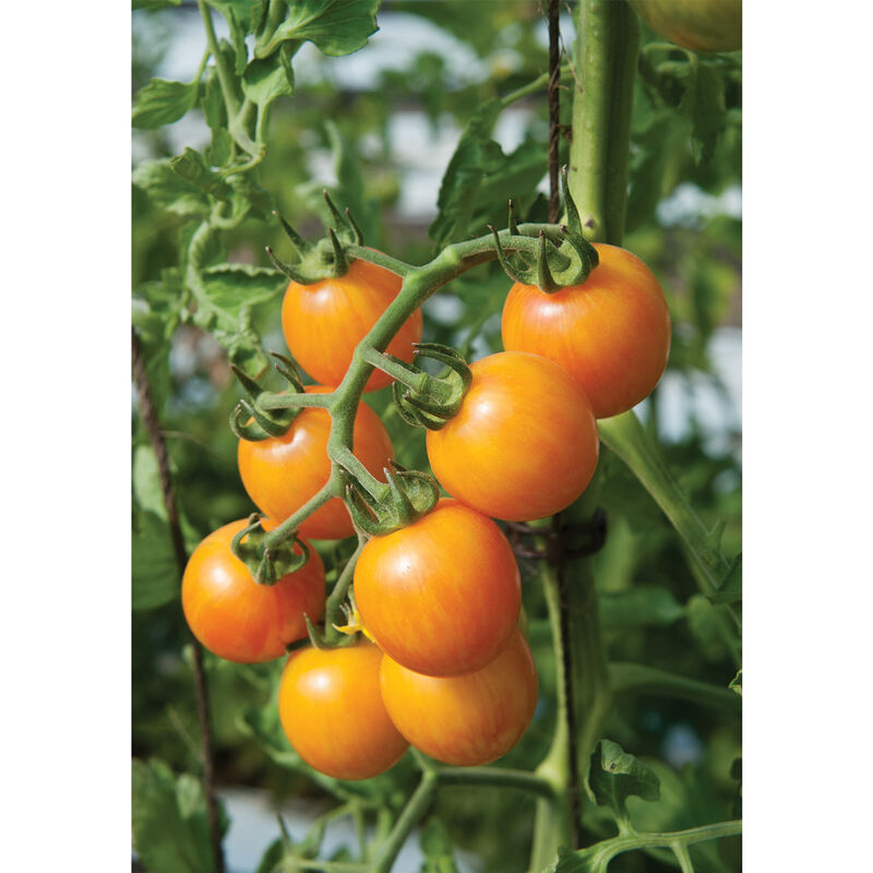 Sunrise Bumble Bee Specialty Tomatoes