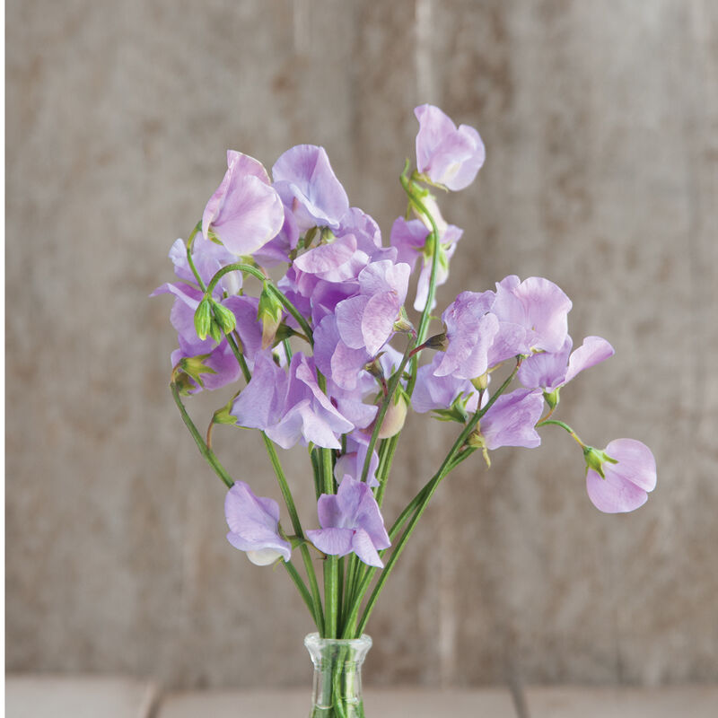 Elegance Lavender Sweet Peas