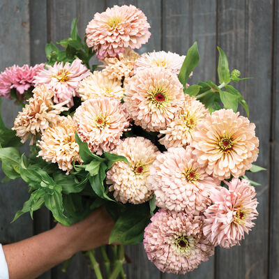 Ballerina Zinnias