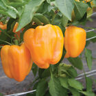 Flavorburst Sweet Bell Peppers
