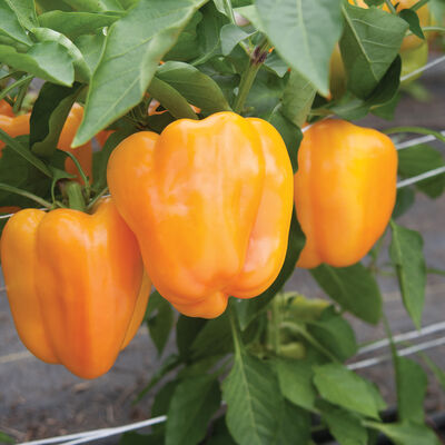 Flavorburst Sweet Bell Peppers