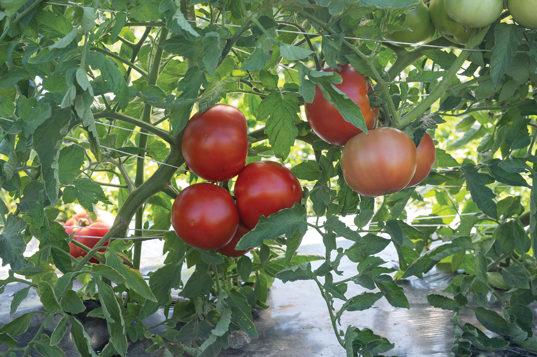 Unity - Organic (F1) Tomato Seed | Johnny's Selected Seeds