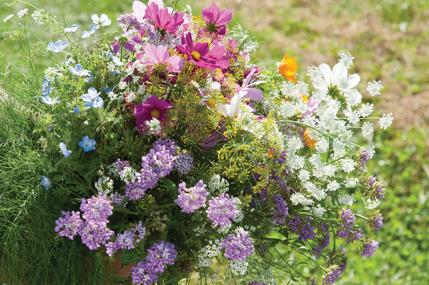 Beneficial Insect Attractant Mix Flower Collections and Mixes