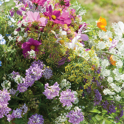 Beneficial Insect Attractant Mix Flower Collections and Mixes