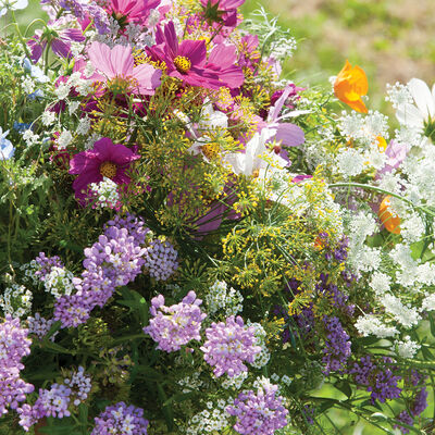 Beneficial Insect Attractant Mix Wildflower Mixes