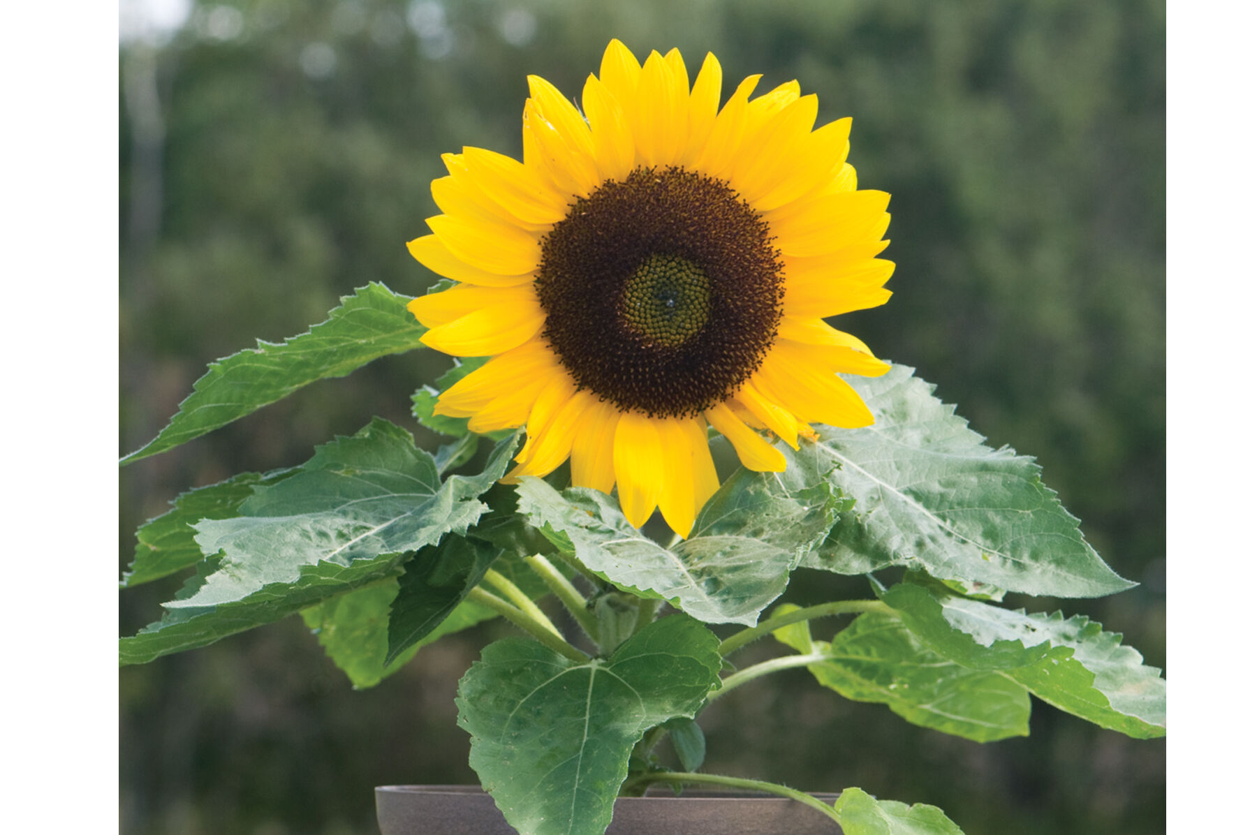 Miniature sunflowers sales