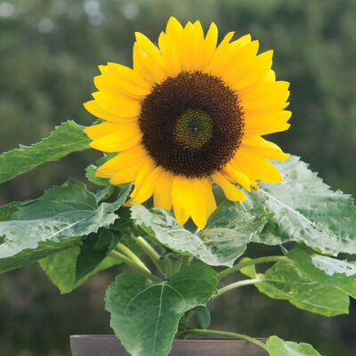 Sunny Smile Dwarf Sunflowers