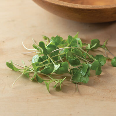 Broccoli Microgreen Vegetables