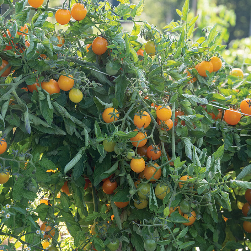 Gold Nugget Cherry Tomatoes