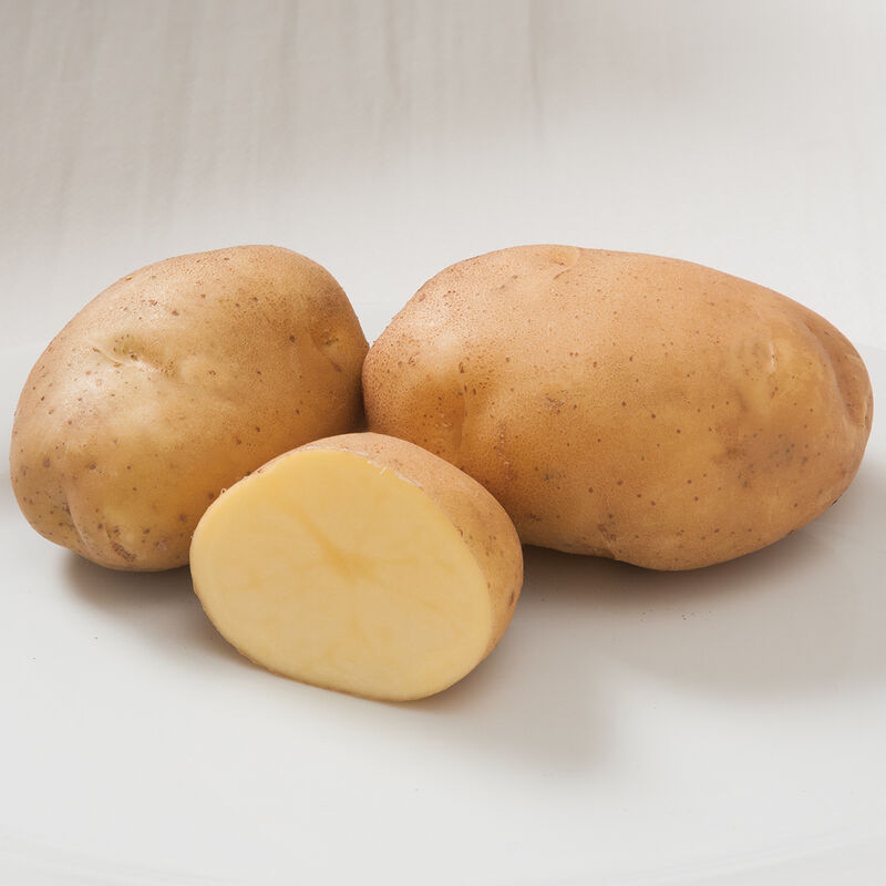 Satina Potato – Nichols Garden Nursery