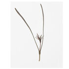 Fennel, Bronze Microgreen Herbs