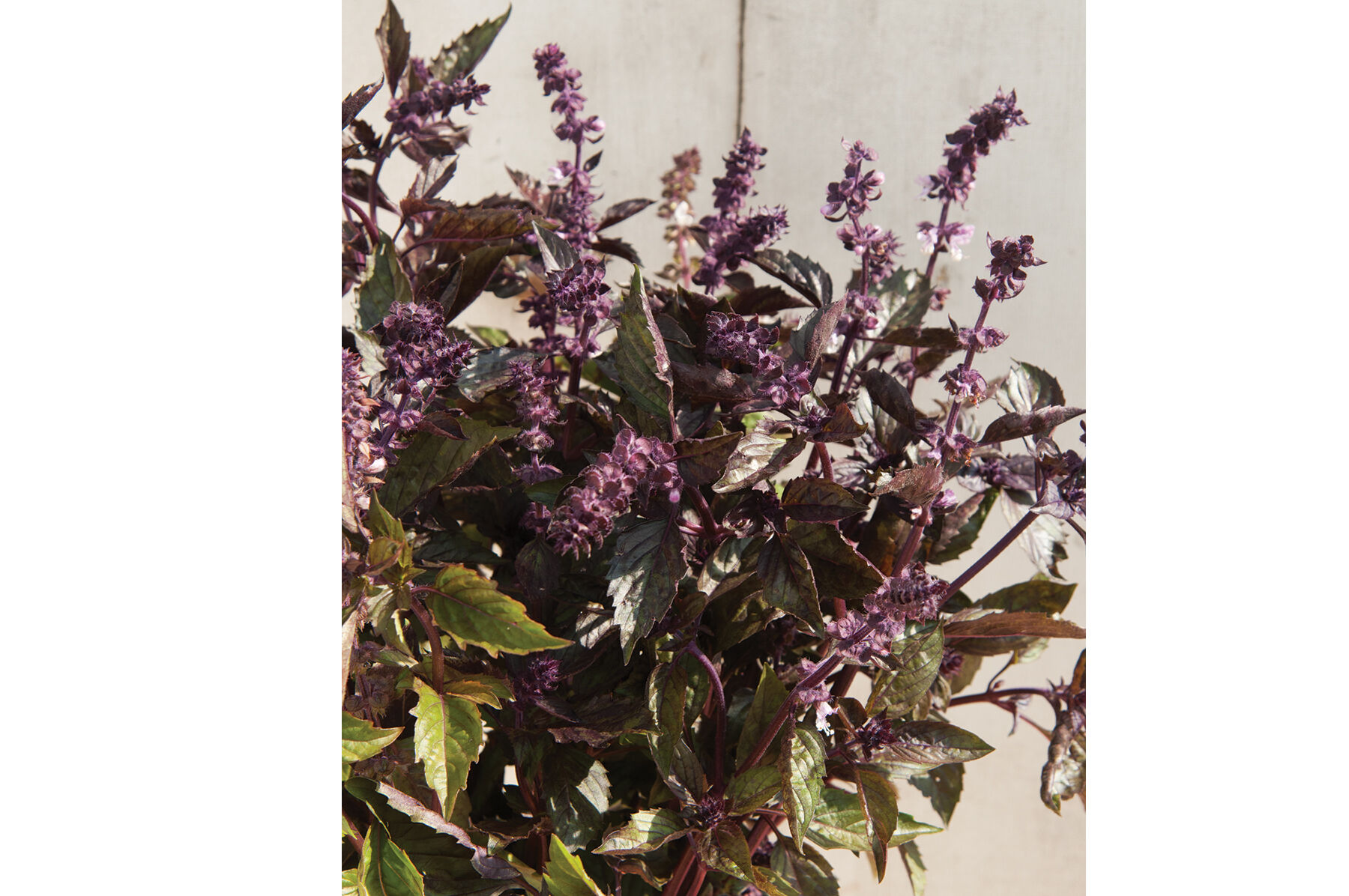 Aromatto Basil, Ornamental