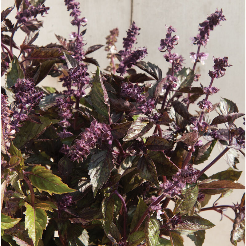 Aromatto Aromatto Basil, Ornamental