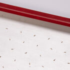 Seed Plate C264 Vacuum