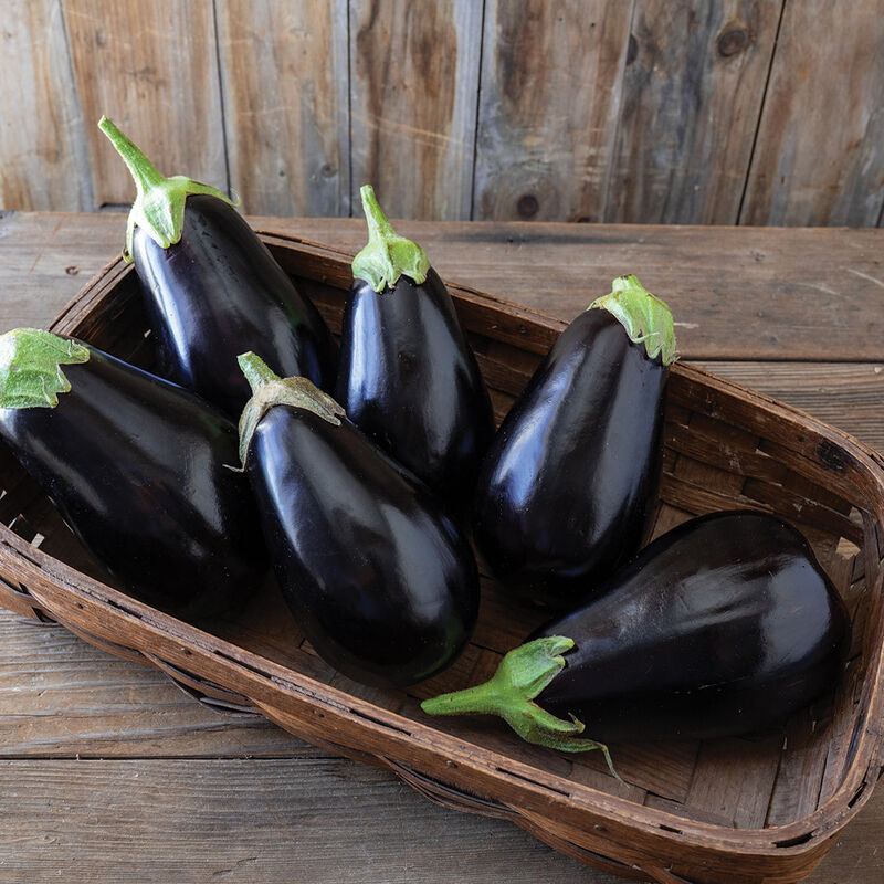 Thanos Italian Eggplants