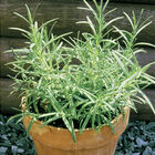 Primed Rosemary Rosemary