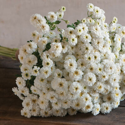 Tetra White Matricaria (Feverfew)