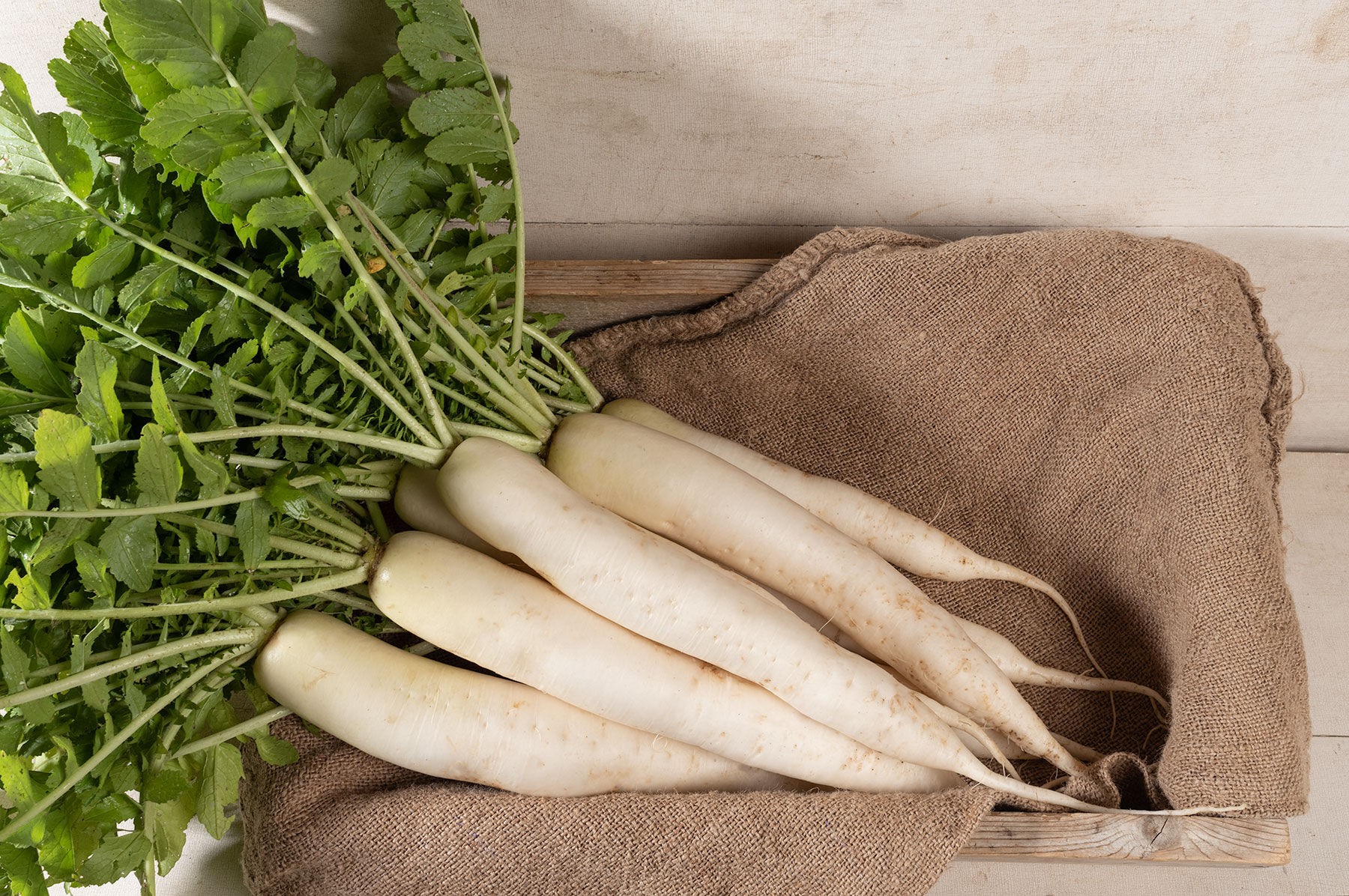 Miyashige Daikon/Korean Radishes