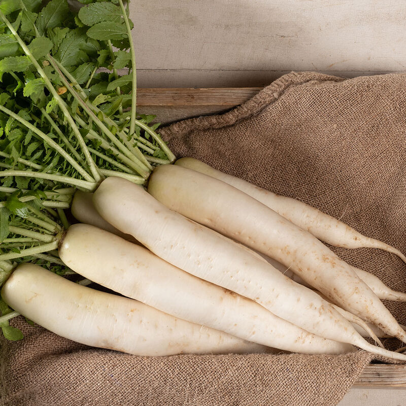 Miyashige Daikon/Korean Radishes