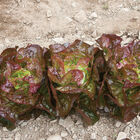 Alkindus Butterhead Lettuce (Boston)