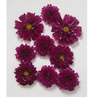 Double Click Cranberries Cosmos
