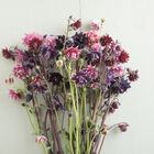 Barlow Mix Columbine