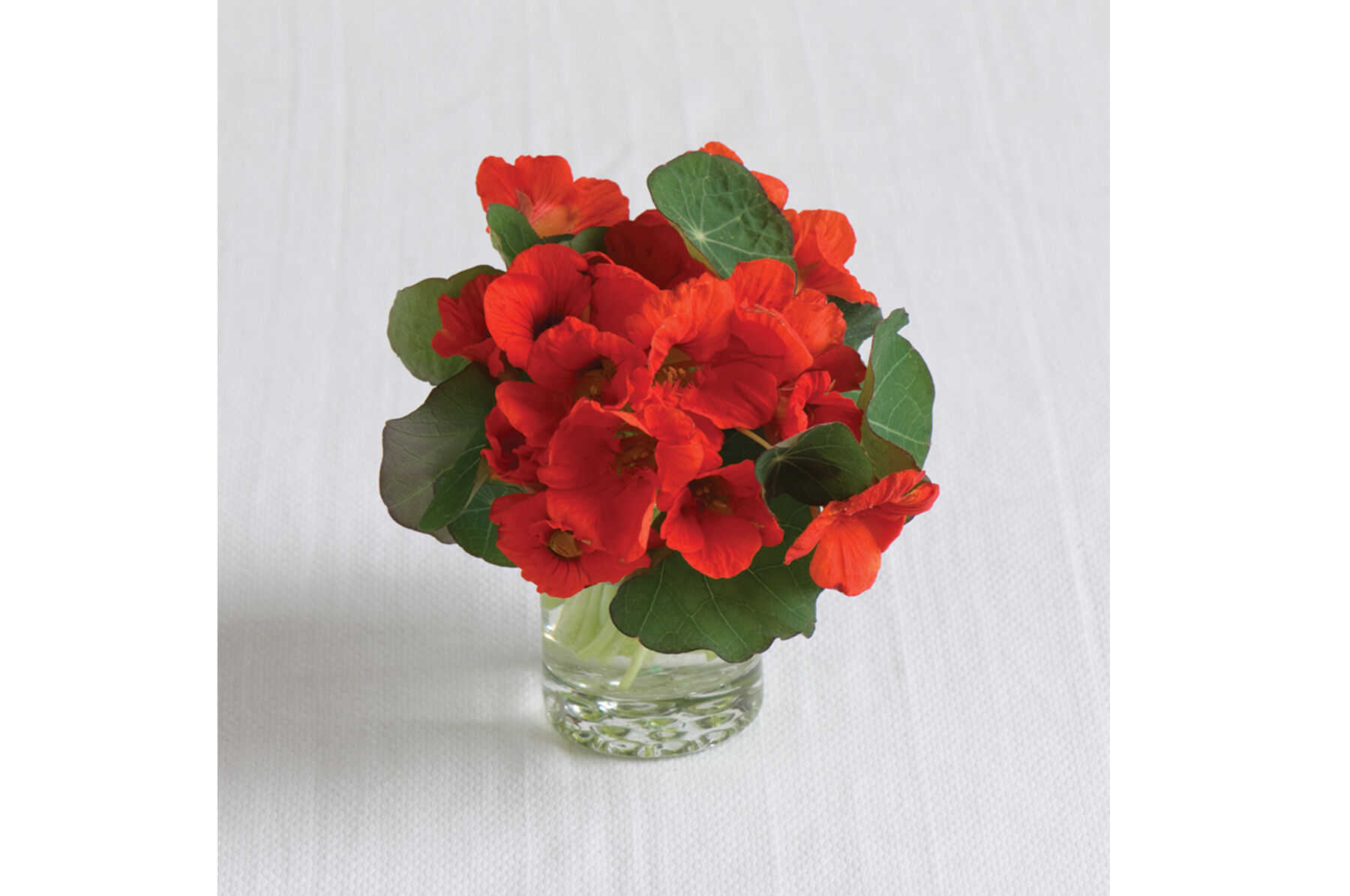 Empress of India Nasturtium