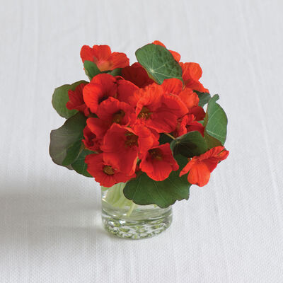 Empress of India Empress of India Nasturtium