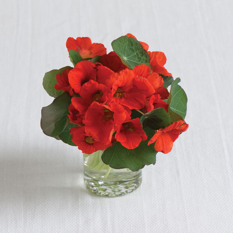 Empress of India Empress of India Nasturtium