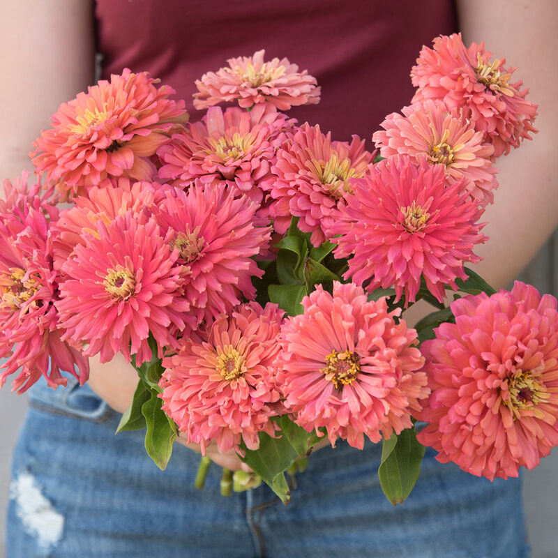 Senora Zinnia Seed Johnny's Selected Seeds