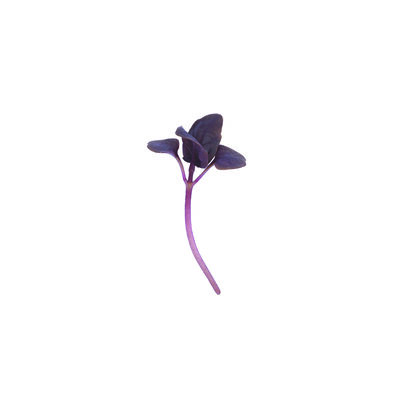 Basil, Red Rubin Microgreen Herbs
