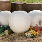 Polar Bear Giant Pumpkins