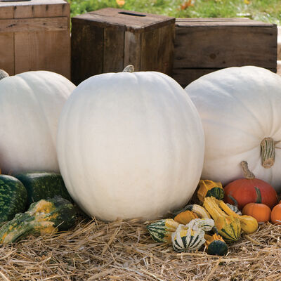 Polar Bear Giant Pumpkins