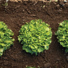 Bauer Oakleaf Lettuce