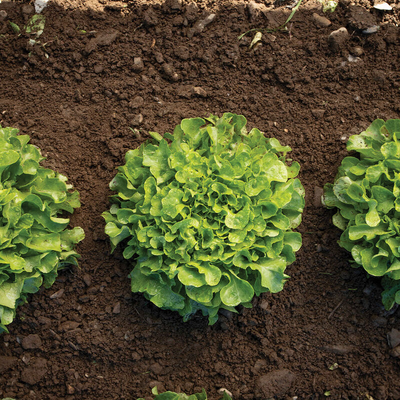 Bauer Oakleaf Lettuce