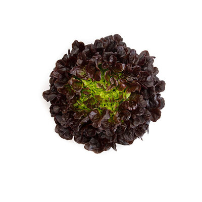 Salanova® Hydroponic Red Oakleaf Salanova® Lettuce