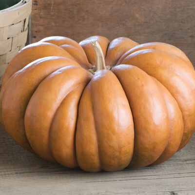 Musquee de Provence Specialty Pumpkins