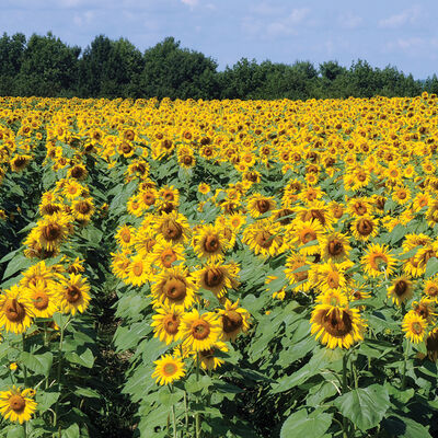Royal Hybrid® 1121 Sunflower Royal Hybrid® 1121 Sunflower Farm Seed