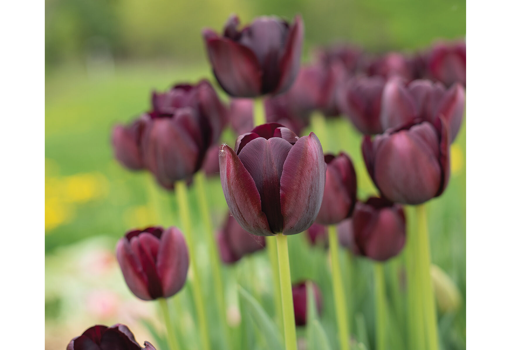 Queen of the Night Tulips