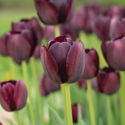 Queen of the Night Tulips