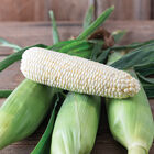 Eden RMN Sweet Corn