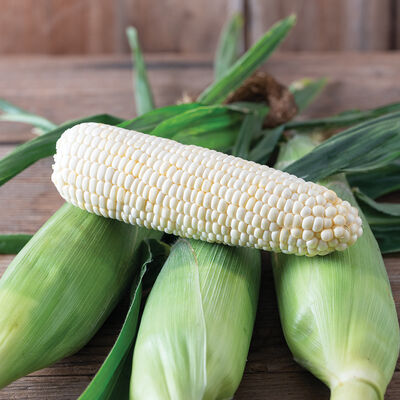 Eden RMN Sweet Corn