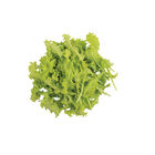 Sempre Bianca Endive