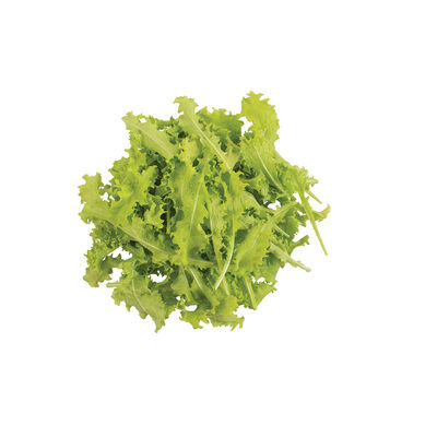 Sempre Bianca Endive