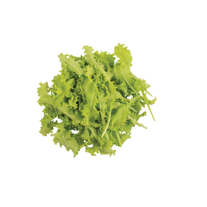 Sempre Bianca Endive