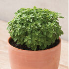 Pluto Fine Leaf Basil